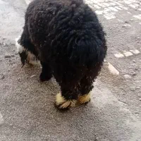 بره شیرازی ماده