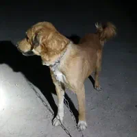 سگ فروشی|سگ|خوسف, |دیوار