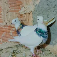 چند عدد طوقی