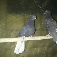 دم سفید|پرنده|مبارکه, |دیوار