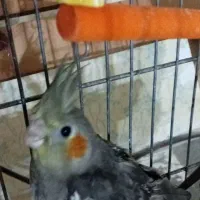 جوجه عروس هلندی رام و چلوندنی|پرنده|تالش, جوکندان|دیوار