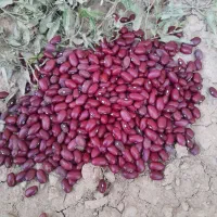 لوبیا قرمز درجه یک درشت درشت یکدست فقط تماس|خوردنی و آشامیدنی|قیدار, |دیوار