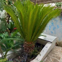 سیکاس ده ساله|گل و گیاه طبیعی|رشت, گلسار|دیوار