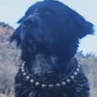 قهدریجانی نره با اصالت و همچی تمام