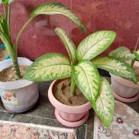 گل های دیفن باخیای خوشرنگ