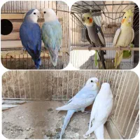 عروس هلندی مولد، طوطی(کوتوله)برزیلی. مرغ عشق سفید