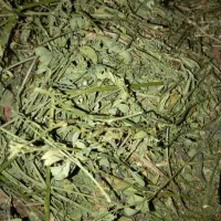 خریدار یونجه و علف هستم|خدمات باغبانی و درختکاری|اشنویه, |دیوار