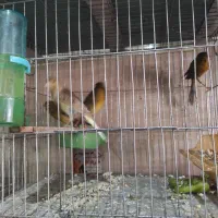 سه تا قناری بالغ کارداده آماده به جفت