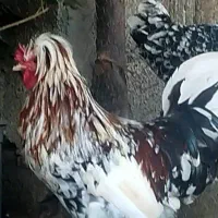 خروس سلطان|حیوانات مزرعه|چابکسر, |دیوار