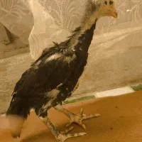 جوجه اوشامو|حیوانات مزرعه|صباشهر, |دیوار