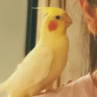 عروس هلندی لوتینو