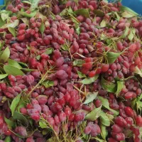 زرشک تازه شیرین