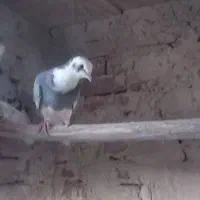 کبوتر|پرنده|مراغه, |دیوار