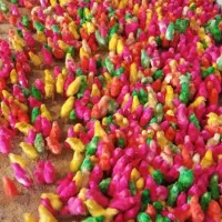 فروش عمده جوجه رنگی و اردک ومحلی