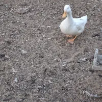 یک‌جفت‌اردک‌سفید‌جوان|حیوانات مزرعه|خمینی‌شهر, |دیوار