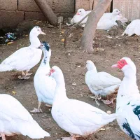 فروش اردک روسی