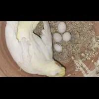 یک طوطی لوتینو عروس ماده بالغ رو تخم