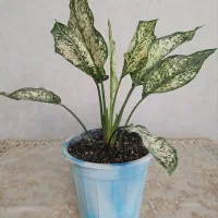 فروش ویژه آگلونمای برفی (تعداد محدود)|گل و گیاه طبیعی|تهران, شهرک ولیعصر شمالی|دیوار