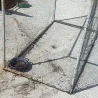 تله توری گنجه