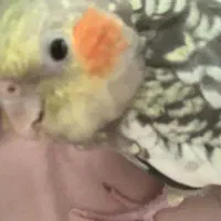 عروس هلندی ام را گم‌کردم