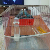 یک جفت مرغ عشق