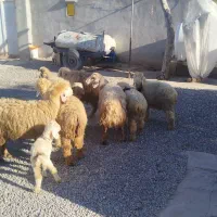 میش شیشک بره دار|حیوانات مزرعه|مرودشت, نقش رستم|دیوار