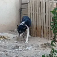 سگ ژرمن هاسکی نر و ماده|سگ|مبارکه, |دیوار