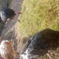 چند عدد بوقلمون ماده نر قاطی|حیوانات مزرعه|باروق, |دیوار