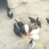 مرغ|حیوانات مزرعه|بیجار, |دیوار