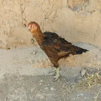 مرغ لاری