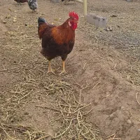 فروش خروس رسمی سلامت بهشرط|حیوانات مزرعه|پاکدشت, پاکدشت (مامازند)|دیوار