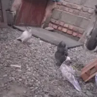 کبوتر|پرنده|ایرانشهر, |دیوار