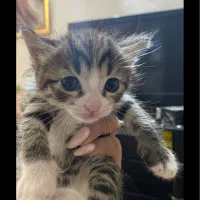 واگذاری گربه