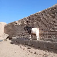 بزغاله نر تخمی|حیوانات مزرعه|سبزوار, پامنار|دیوار