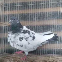 هوایی نر فقیر گل