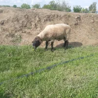 فروش یک راس قوچ سافولک