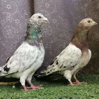 کبوتر سار