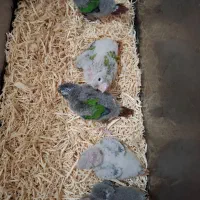 گیرینچیک سرلاکی آناناسی یلوساید نرمال|پرنده|رشت, یخسازی|دیوار