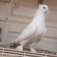کبوتر