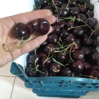 آلبالو رسمی گیلاس فرنگی زشک درجه ۱