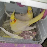 فروش 3جفت عروس هلندی مولد روی تخم