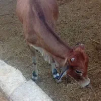 گاو محلی درجه یک  مادو نر هست