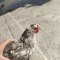 مرغ رسمی و تخم مرغ خانگی