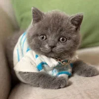 جفت گیری|گربه|رودهن, |دیوار