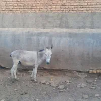 الاغ نر