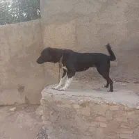 سگ فروشی
