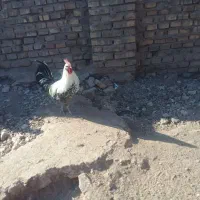 خروس یکی ززیبا|حیوانات مزرعه|رفسنجان, |دیوار