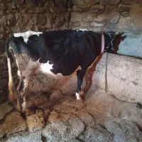 گاودورگه|حیوانات مزرعه|سنندج, |دیوار