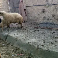 دو عدد قوچ ۲ساله|حیوانات مزرعه|بادرود, |دیوار