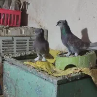 *کبوتر ترکیه*